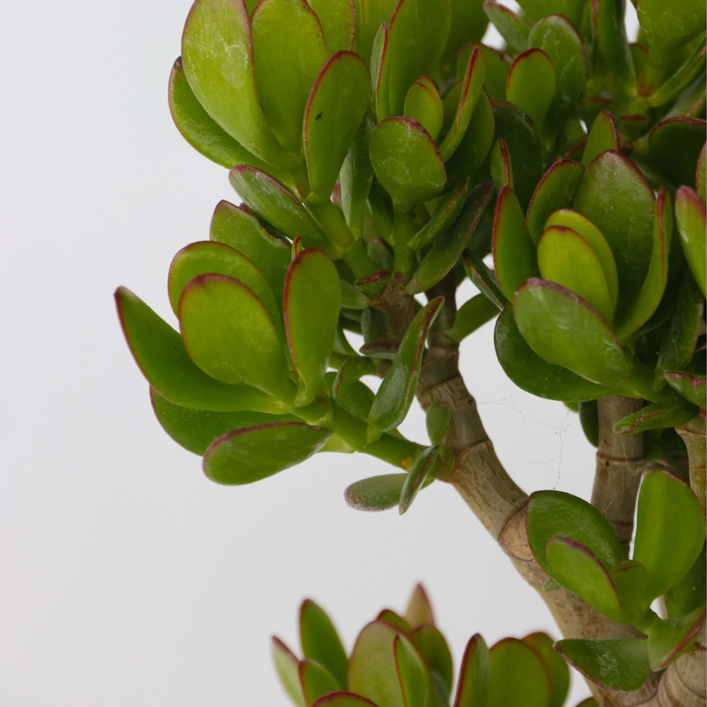 Árbol De Jade - Crassula Ovata 'minor' - Altura 60-65cm - ⌀30cm_3