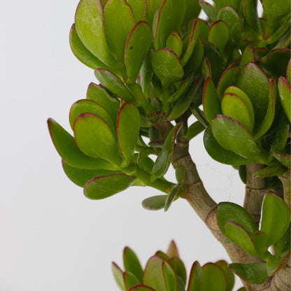 Árbol De Jade - Crassula Ovata 'minor' - Altura 60-65cm - ⌀30cm_3