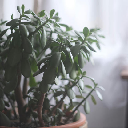 Árbol De Jade - Crassula Ovata 'minor' - Altura 60-65cm - ⌀30cm_4