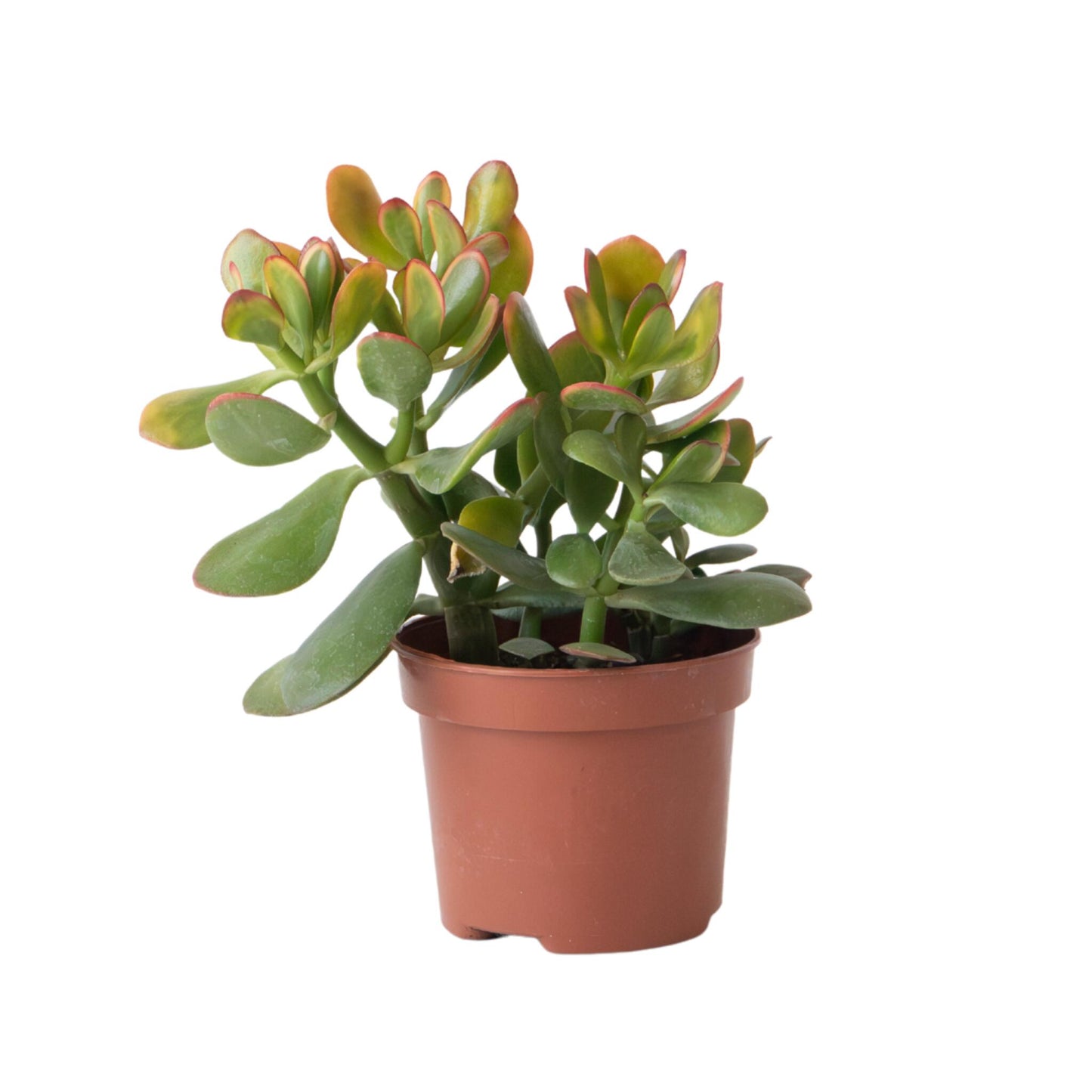 Árbol De Jade - Crassula Ovata 'sunset' - Altura 15-20cm - ⌀12cm_0
