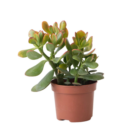 Árbol De Jade - Crassula Ovata 'sunset' - Altura 15-20cm - ⌀12cm_0