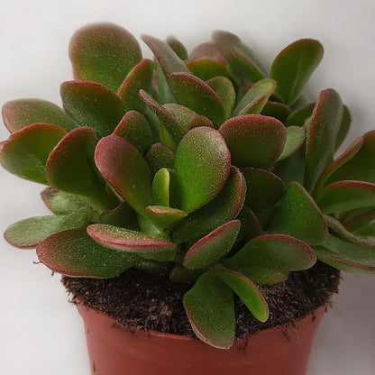 Árbol De Jade - Crassula Ovata 'sunset' - Altura 15-20cm - ⌀12cm_3
