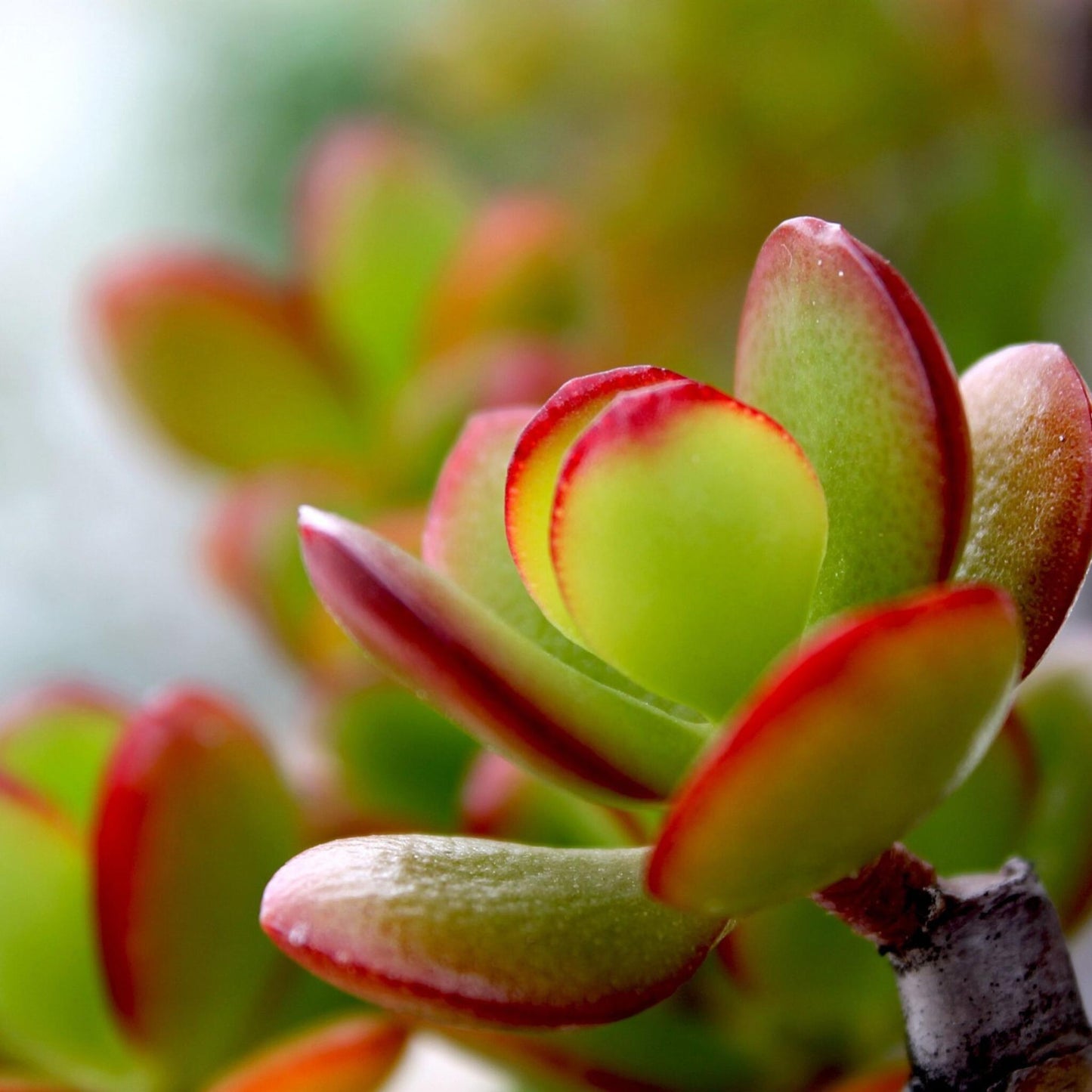 Árbol De Jade - Crassula Ovata 'sunset' - Altura 30-35cm - ⌀17cm_1