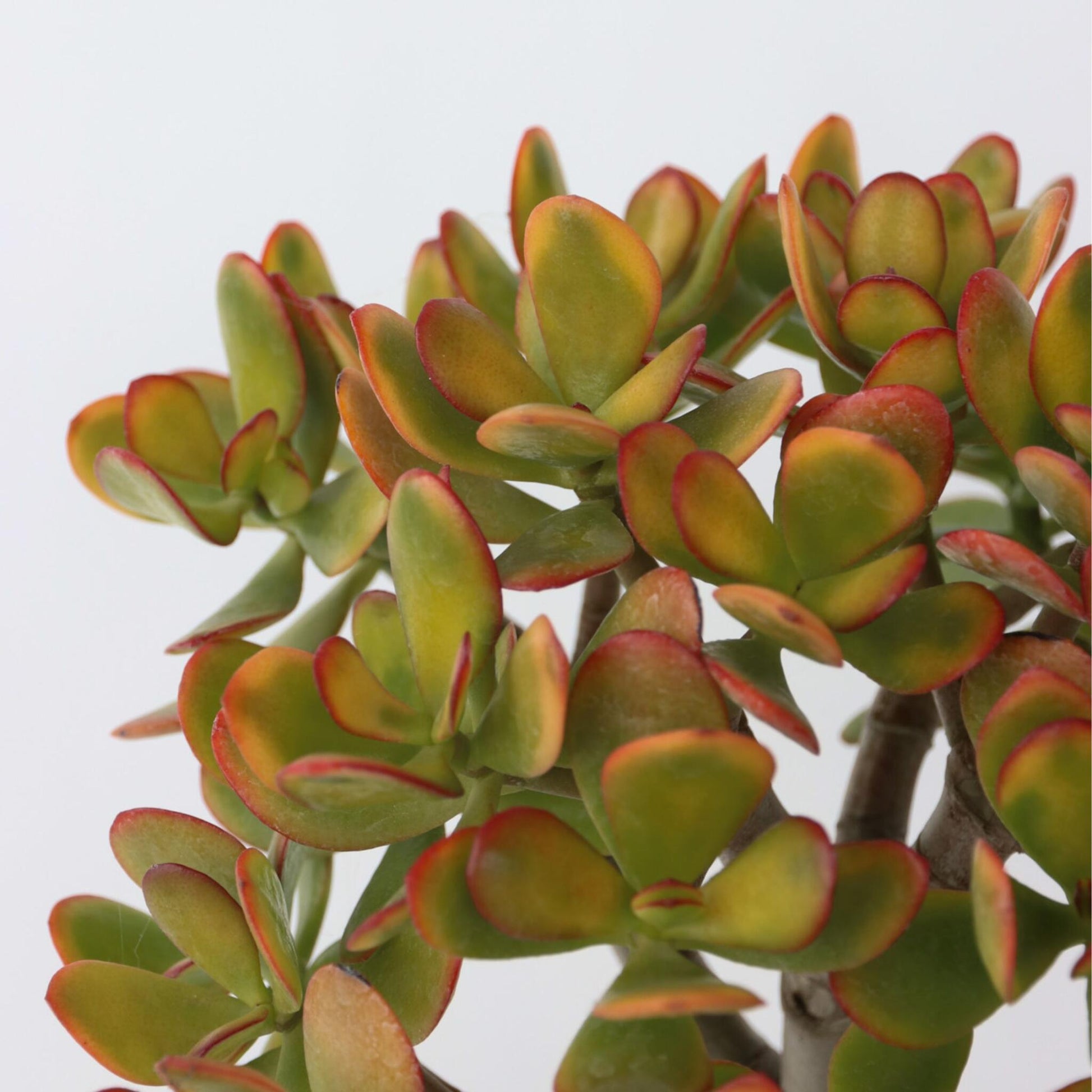 Árbol De Jade - Crassula Ovata 'sunset' - Altura 30-35cm - ⌀17cm_3
