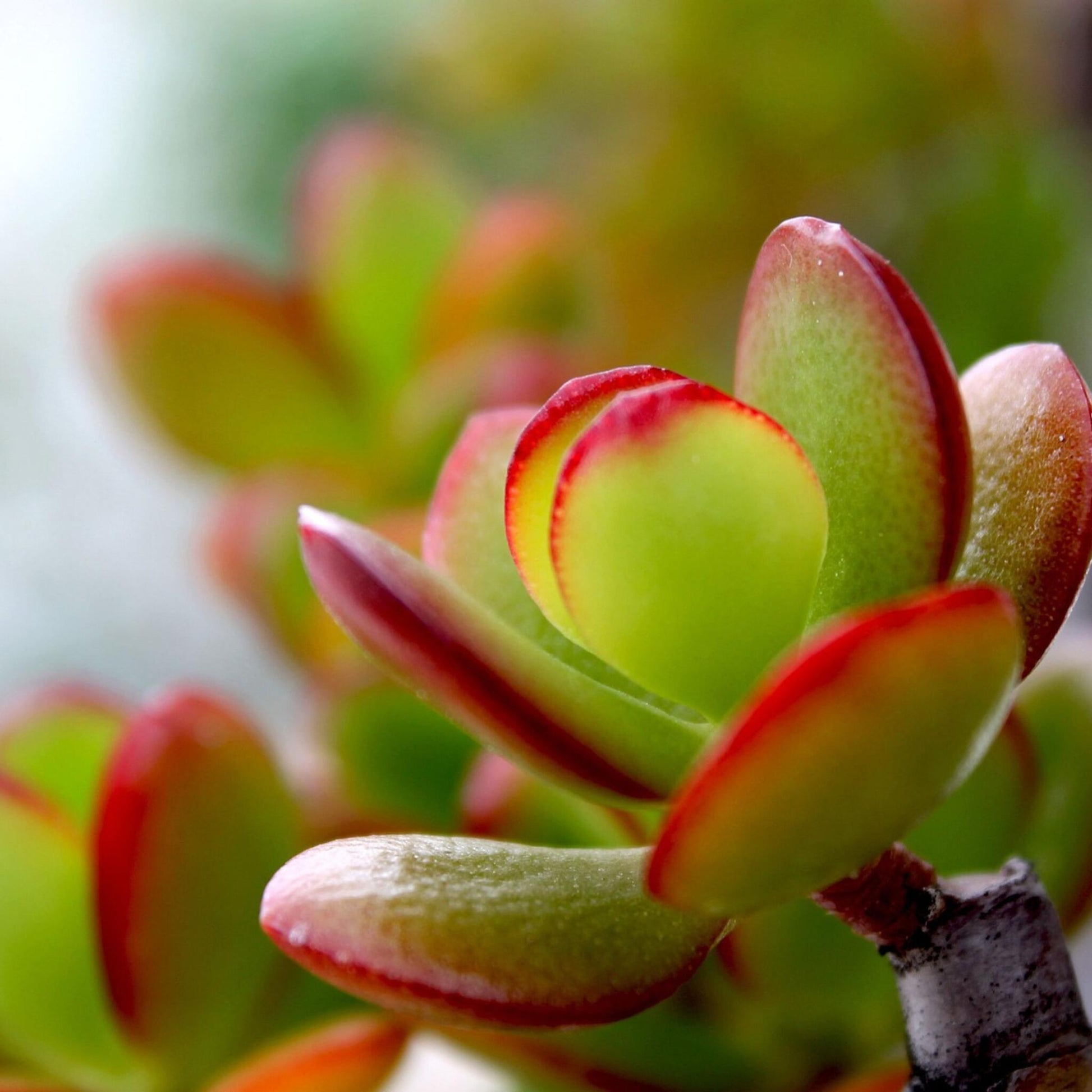 Árbol De Jade - Crassula Ovata 'sunset' - Altura 45-50cm - ⌀23cm_1