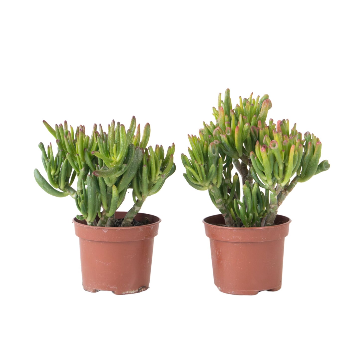 Árbol De Jade - Set 2 - Crassula Ovata 'hobbit' - Altura 10-20cm - ⌀12cm_0