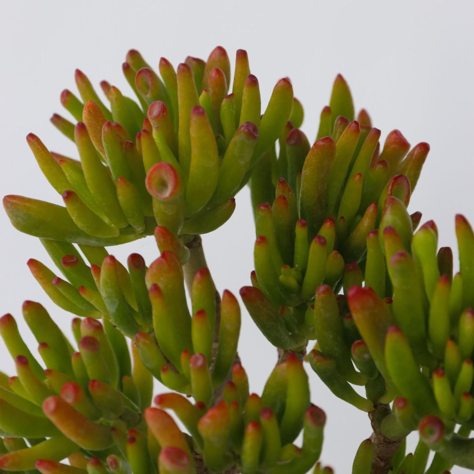 Árbol De Jade - Set 2 - Crassula Ovata 'hobbit' - Altura 10-20cm - ⌀12cm_3
