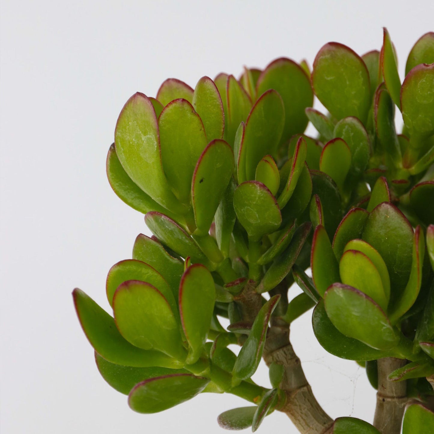 Árbol De La Suerte - Set 2 - Crassula Ovata - Altura 15-25cm - Ø12cm_3