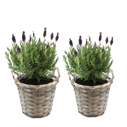 Árbol De Lavanda - 2 Pzs - Lavandula Stoechas 'anouk' - Altura 25-35cm - ⌀15cm_0