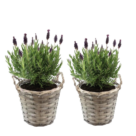 Árbol De Lavanda - 2 Pzs - Lavandula Stoechas 'anouk' - Altura 25-35cm - ⌀15cm_0