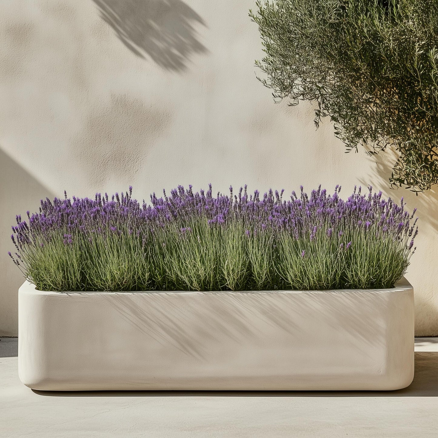 Árbol De Lavanda - 2 Pzs - Lavandula Stoechas 'anouk' - Altura 25-35cm - ⌀15cm_1