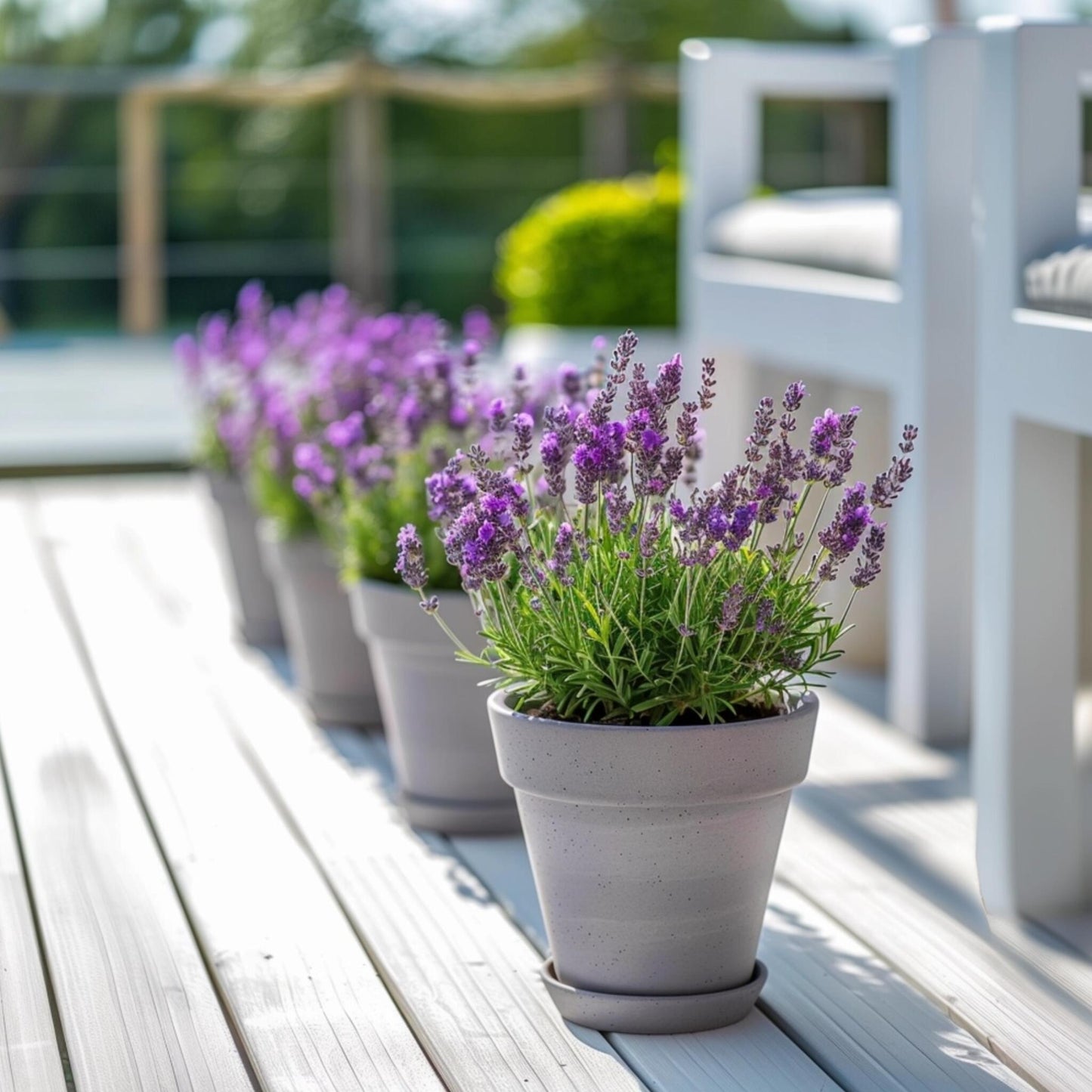Árbol De Lavanda - 2 Pzs - Lavandula Stoechas 'anouk' - Altura 25-35cm - ⌀15cm_4