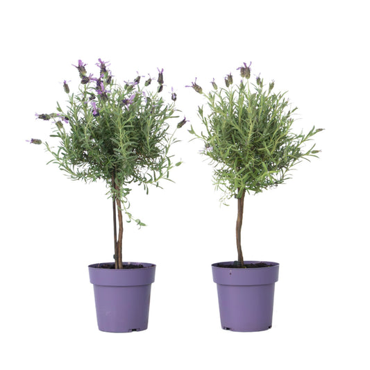Árbol De Lavanda - 2 Pzs - Lavandula Stoechas 'anouk' - Altura 45-55cm - ⌀15cm_0
