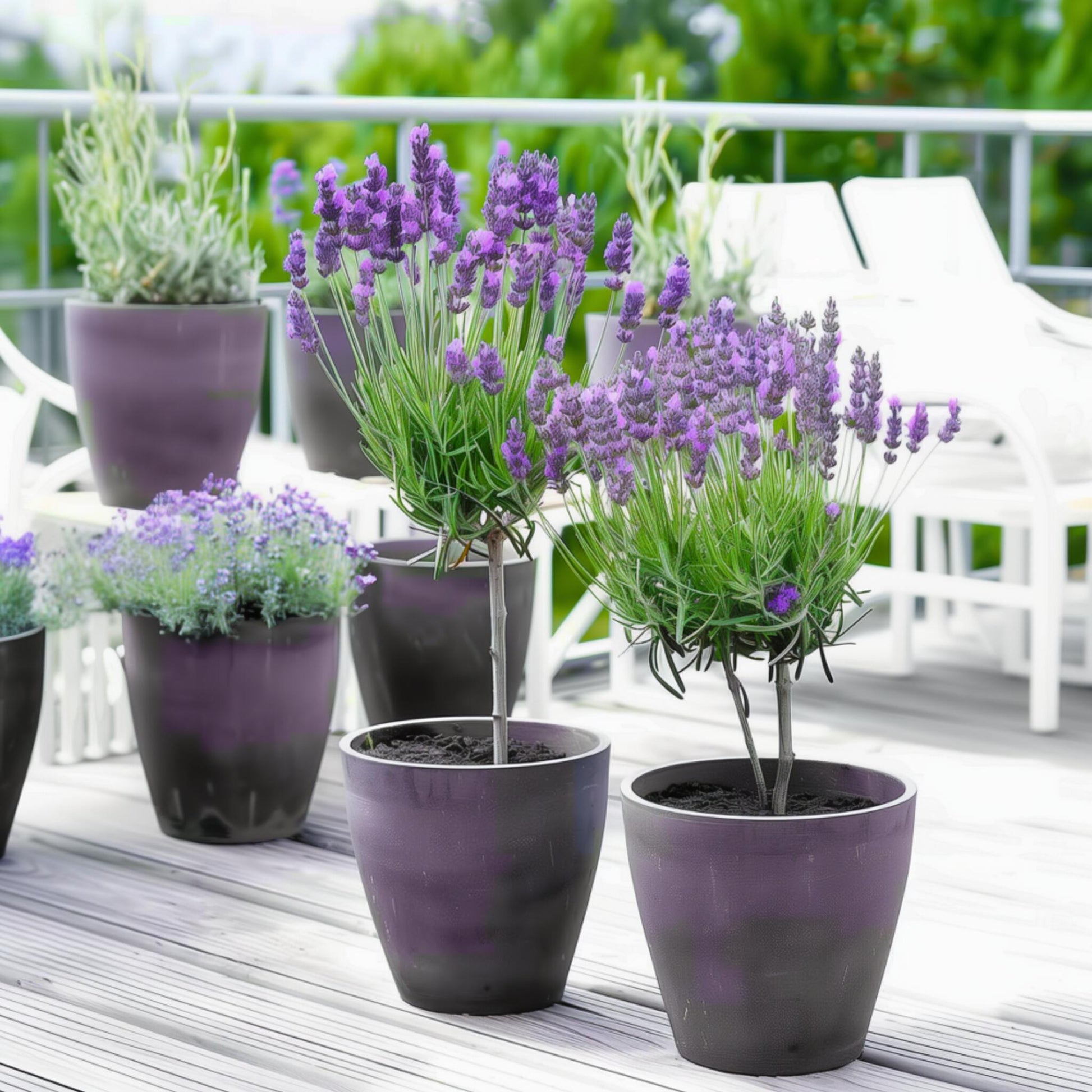Árbol De Lavanda - 4 Pzs - Lavandula Stoechas 'anouk' - Altura 30-40cm - ⌀12cm_1