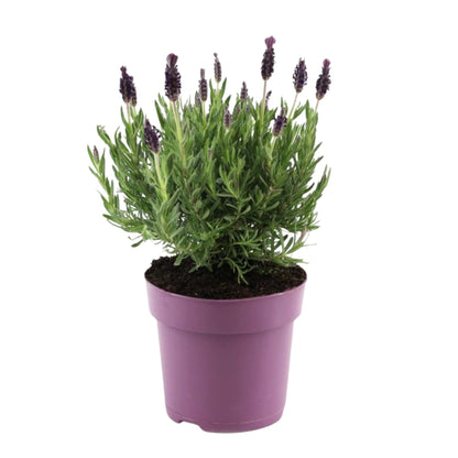 Árbol De Lavanda - Lavandula Stoechas 'anouk' - Altura 25-35cm - ⌀15cm_0