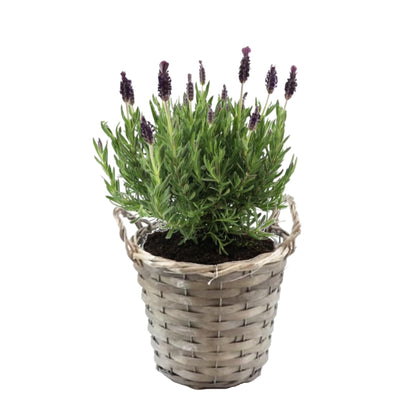 Árbol De Lavanda - Lavandula Stoechas 'anouk' - Altura 25-35cm - ⌀15cm_0