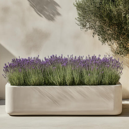 Árbol De Lavanda - Lavandula Stoechas 'anouk' - Altura 25-35cm - ⌀15cm_1