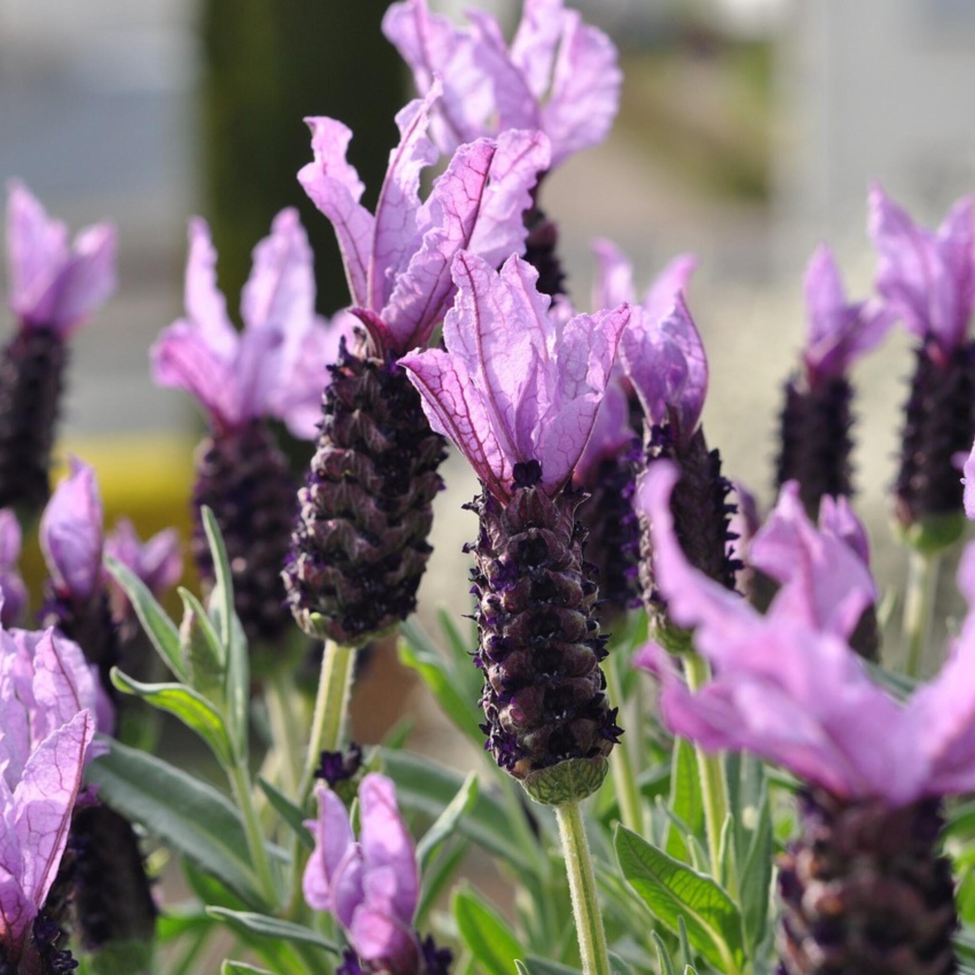 Árbol De Lavanda - Lavandula Stoechas 'anouk' - Altura 25-35cm - ⌀15cm_3