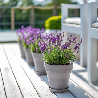 Árbol De Lavanda - Lavandula Stoechas 'anouk' - Altura 25-35cm - ⌀15cm_4