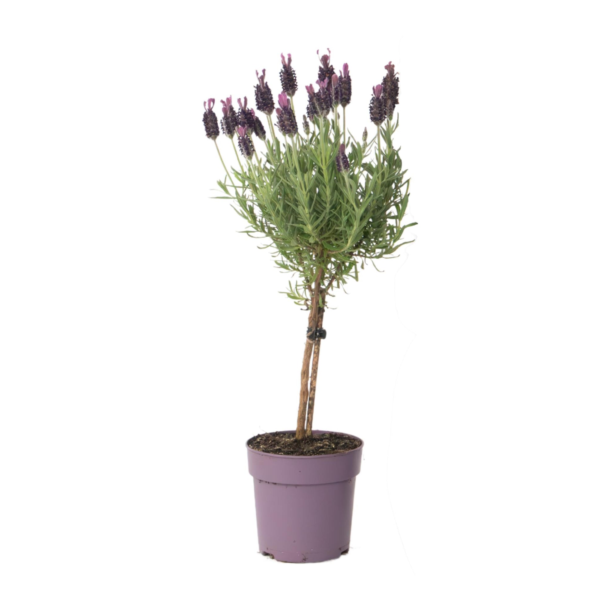 Árbol De Lavanda - Lavandula Stoechas 'anouk' - Altura 30-40cm - ⌀12cm_0