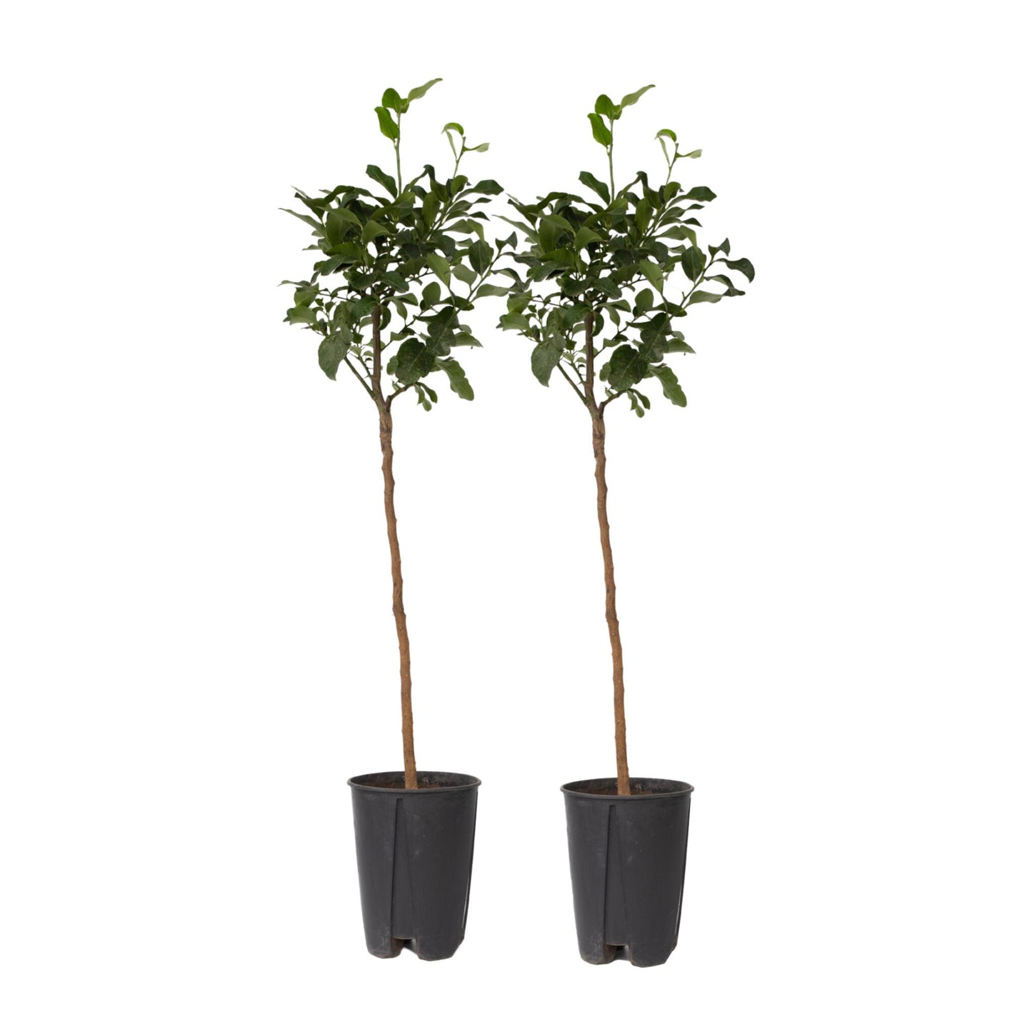 Árbol De Limón - 2 Pzs - Citrus Limon - Altura 100-120cm - ⌀19cm_0