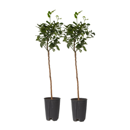 Árbol De Limón - 2 Pzs - Citrus Limon - Altura 100-120cm - ⌀19cm_0