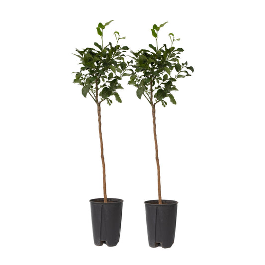Árbol De Limón - 2 Pzs - Citrus Limon - Altura 100-120cm - ⌀19cm_0