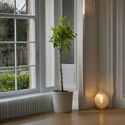 Árbol De Limón - 2 Pzs - Citrus Limon - Altura 100-120cm - ⌀19cm_1