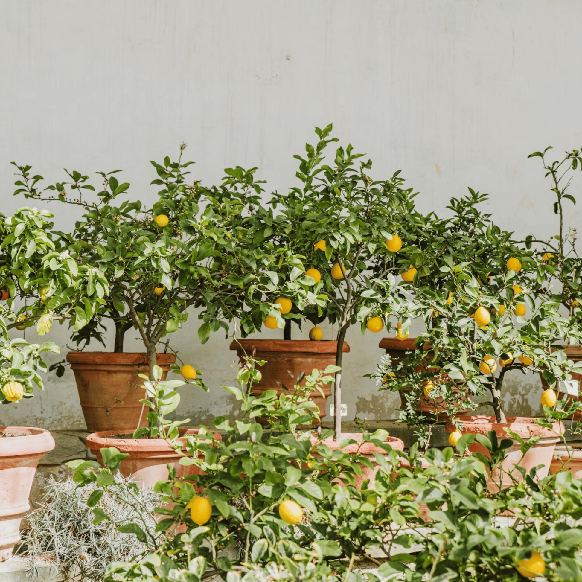 Árbol De Limón - 2 Pzs - Citrus Limon - Altura 60-70cm - ⌀19cm_1