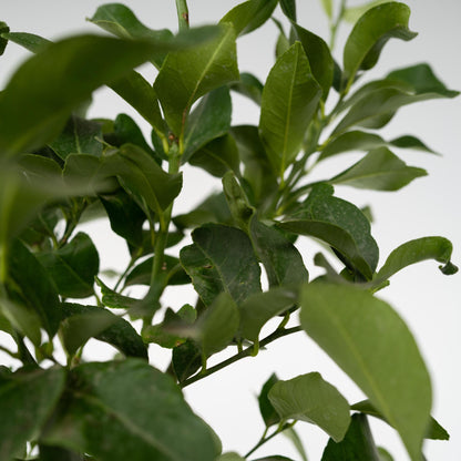 Árbol De Limón - Citrus Limon - Altura 100-120cm - ⌀19cm_3
