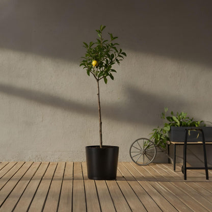 Árbol De Limón - Citrus Limon - Altura 100-120cm - ⌀19cm_4