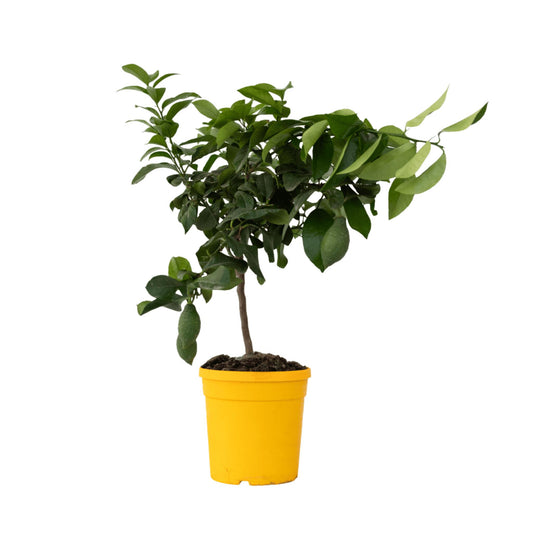 Árbol De Limón - Citrus Limon - Altura 60-70cm - ⌀19cm_0