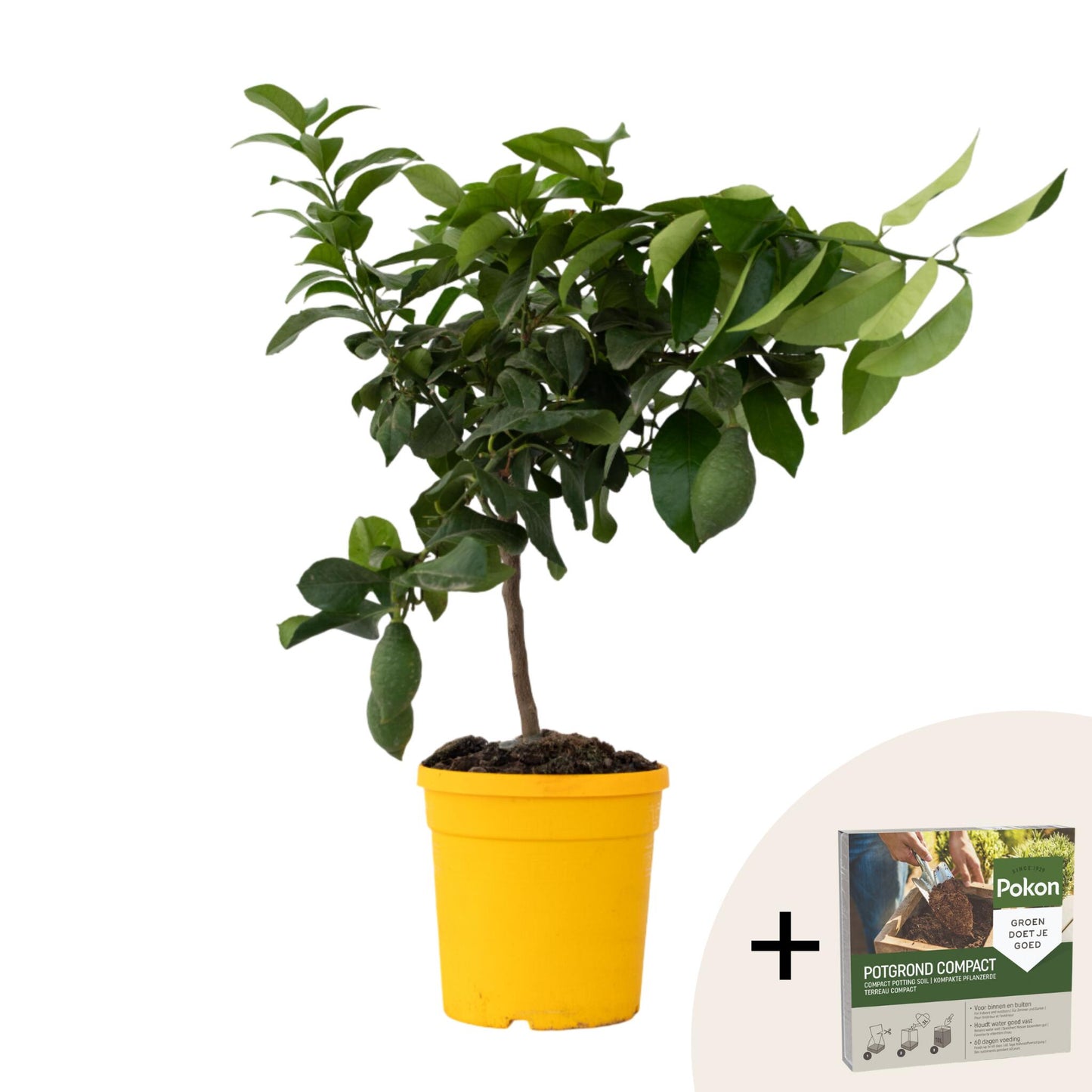 Árbol De Limón - Citrus Limon - Altura 60-70cm - ⌀19cm_0