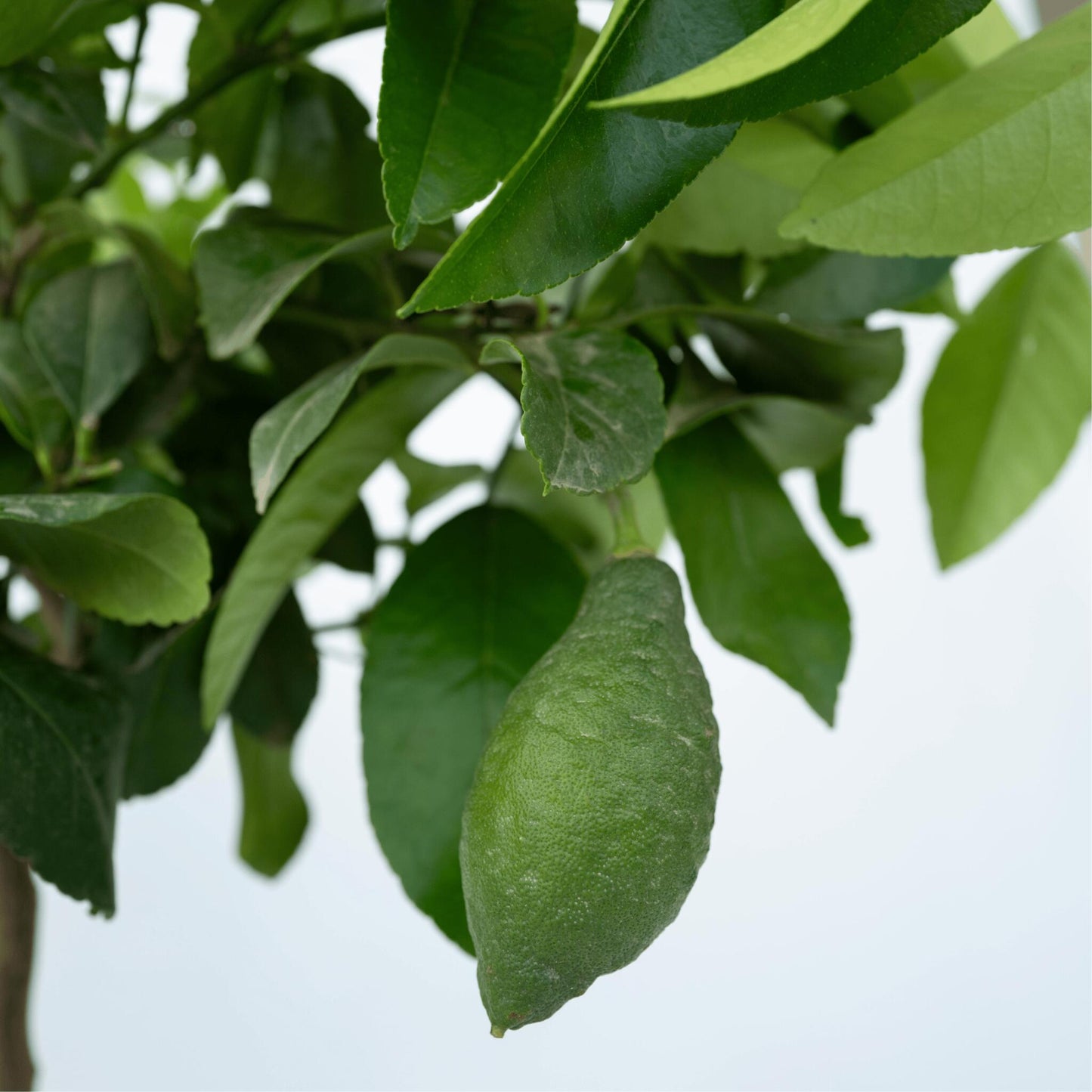 Árbol De Limón - Citrus Limon - Altura 60-70cm - ⌀19cm_3