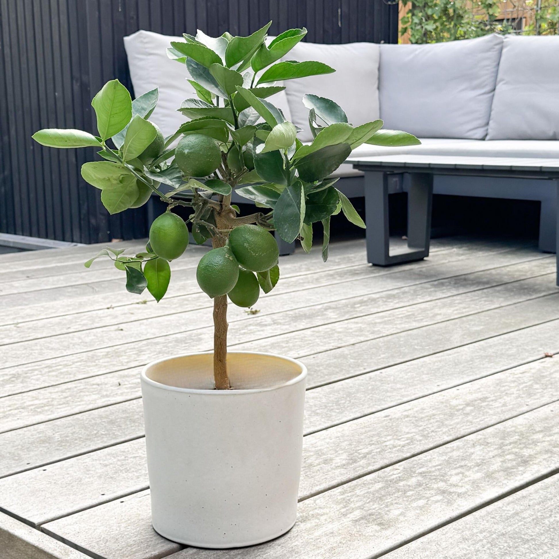 Árbol De Limón - Citrus Limon - Altura 60-70cm - ⌀19cm_4