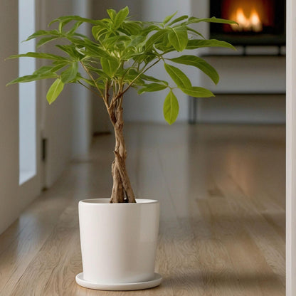 Árbol Del Dinero - 2 Pzs - Pachira Aquatica - Altura 60-70cm - ⌀17cm_1