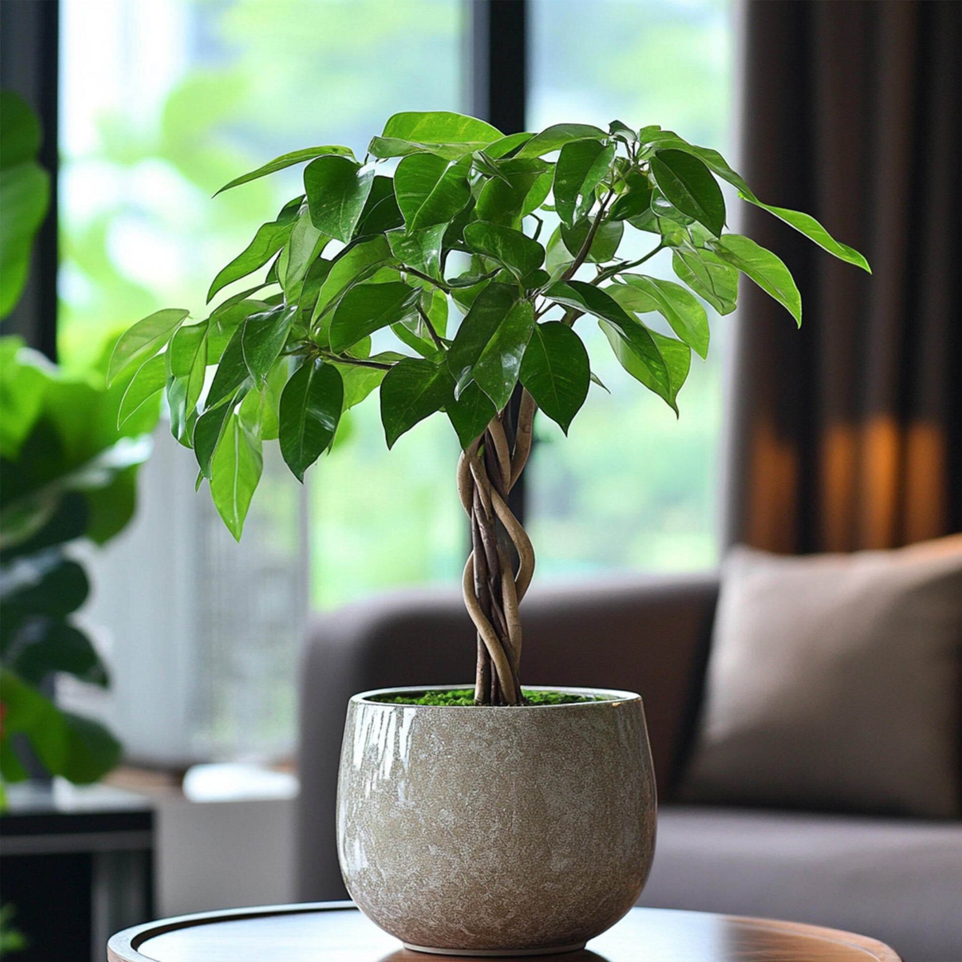 Árbol Del Dinero - 2 Pzs - Pachira Aquatica - Altura 60-70cm - ⌀17cm_4