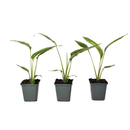 Árbol Del Viajero - 3 Pzs - Ravenala Madagascariensis - Altura 25-40cm - ⌀9cm_0