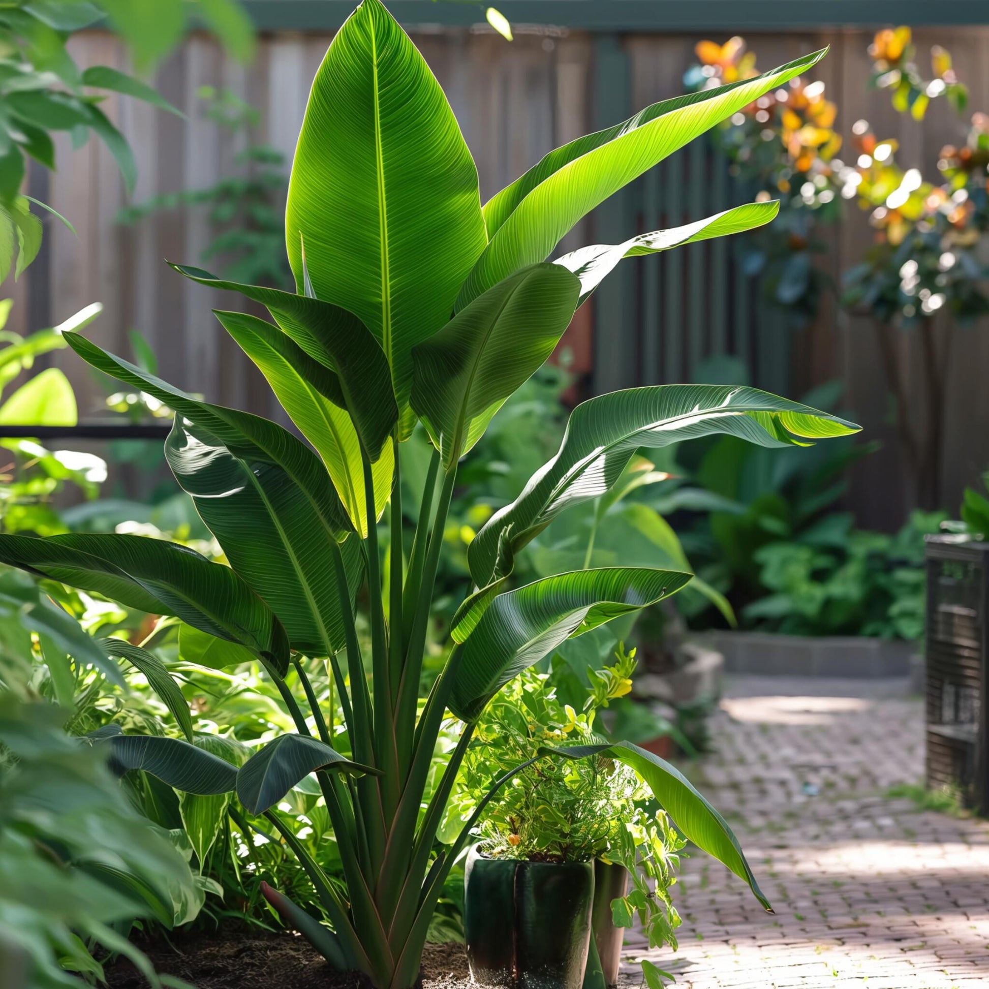 Árbol Del Viajero - 3 Pzs - Ravenala Madagascariensis - Altura 25-40cm - ⌀9cm_1