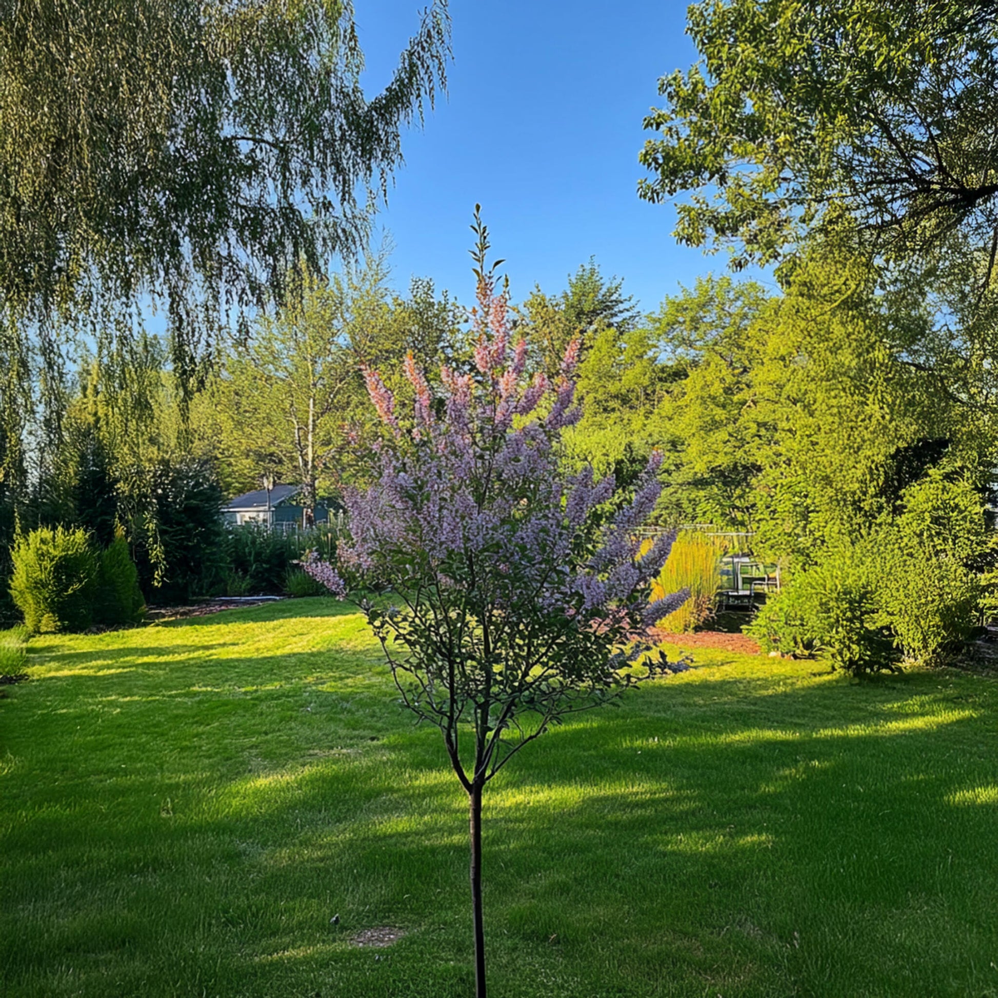Árbol Flamenco - Salix Integra 'flamingo' - Altura 90-110cm - Maceta 19cm_1