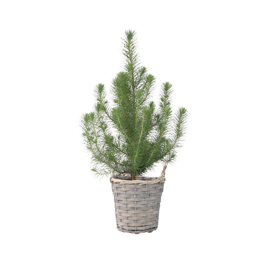Árbol Navideño - Pinus Pinea 'silver Crest' - Altura 40-50cm - ⌀15cm_0