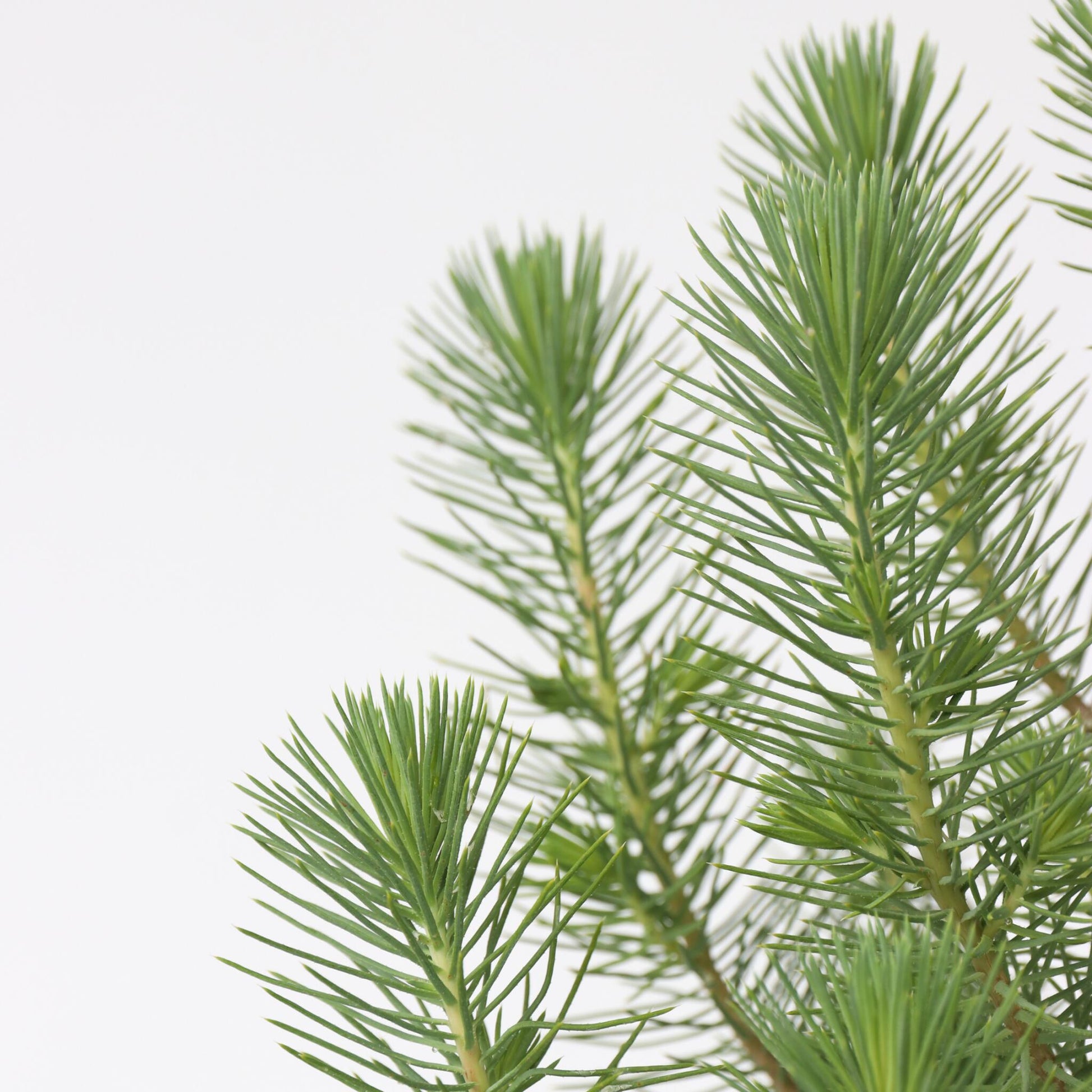 Árbol Navideño - Pinus Pinea 'silver Crest' - Altura 40-50cm - ⌀15cm_3