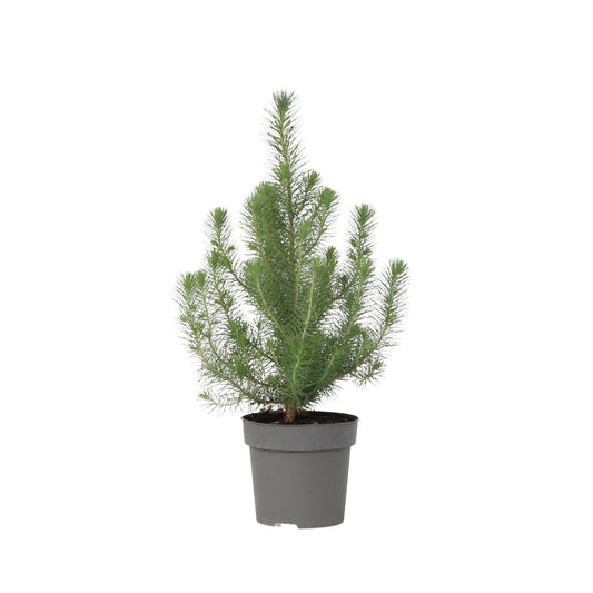 Árbol Navideño - Pinus Pinea 'silver Crest' - Altura 45-55cm - ⌀17cm_0