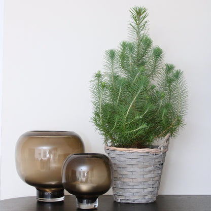 Árbol Navideño - Pinus Pinea 'silver Crest' - Altura 45-55cm - ⌀17cm_1