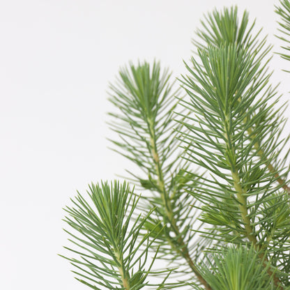 Árbol Navideño - Pinus Pinea 'silver Crest' - Altura 45-55cm - ⌀17cm_3
