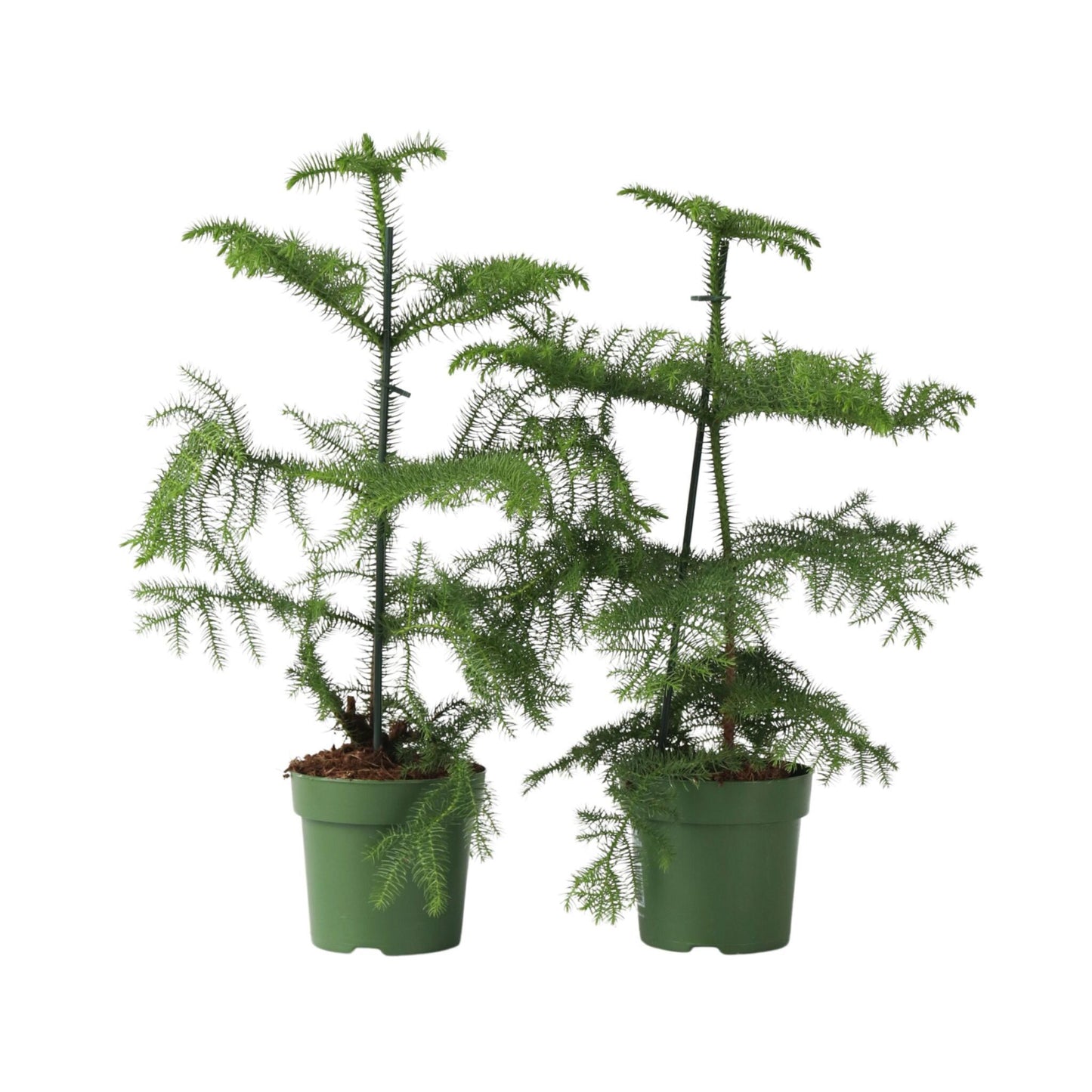 Arbolapp Canarias - 2 Pzs - Araucaria Heterophylla - Altura 45-55cm - ⌀14cm_0