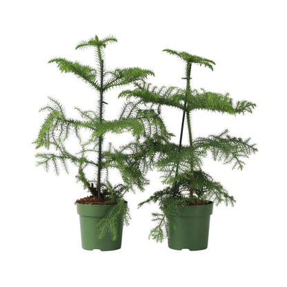 Arbolapp Canarias - 2 Pzs - Araucaria Heterophylla - Altura 45-55cm - ⌀14cm_0