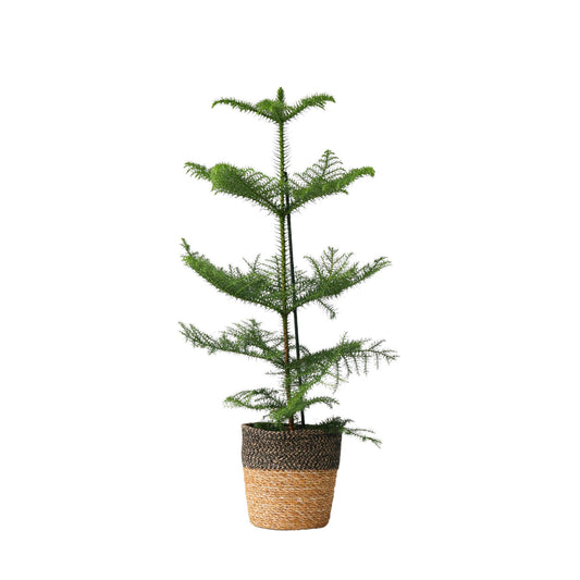 Arbolapp Canarias - Araucaria Heterophylla - Altura 50-60cm - ⌀17cm_0