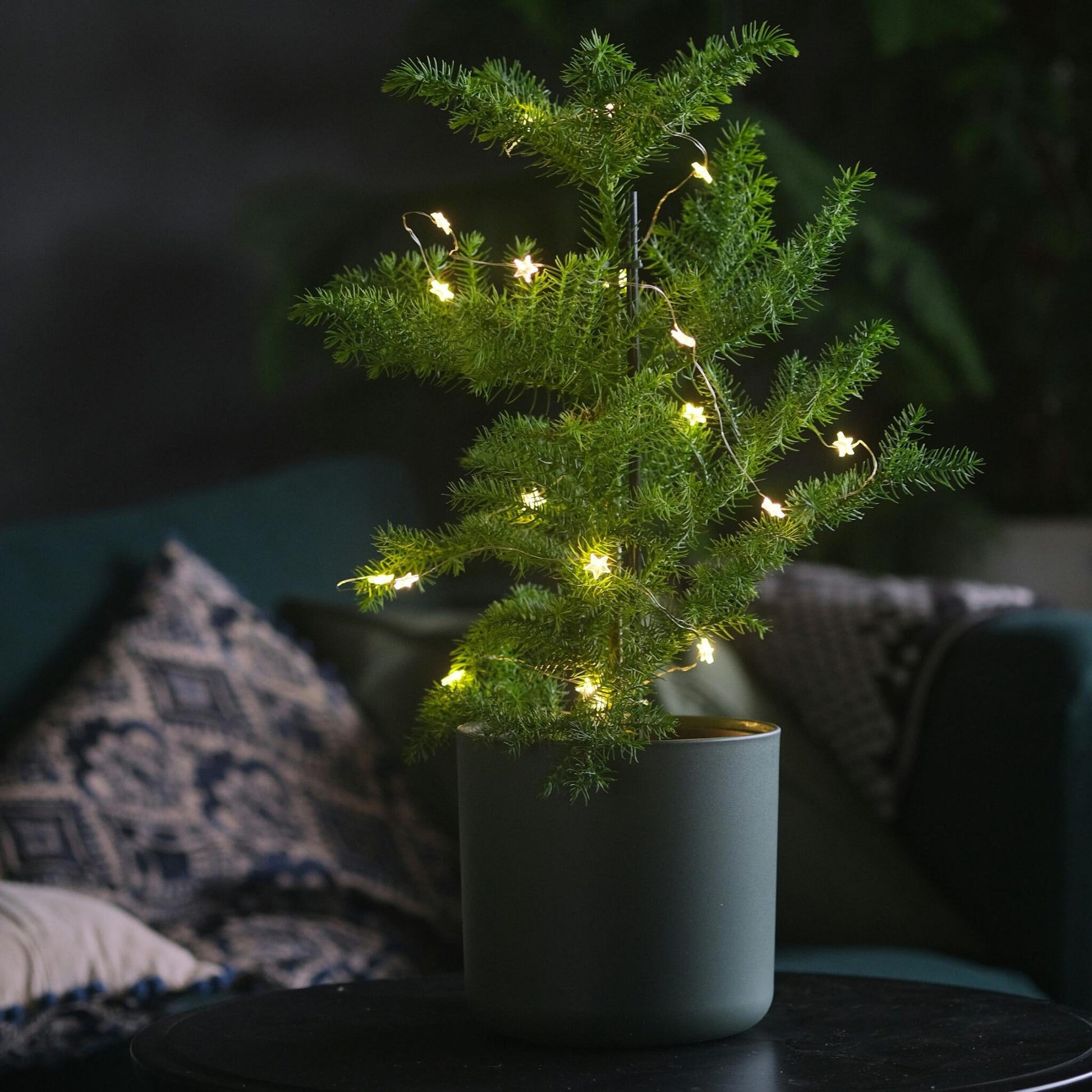 Arbolapp Canarias - Araucaria Heterophylla - Altura 70-80cm - ⌀21cm_1