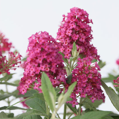 Arbusto De Las Mariposas - 2 Pzs - Buddleja Davidii - Altura 30-40cm - ⌀19cm_3